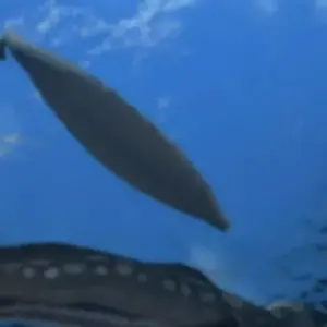 Moby Dick android