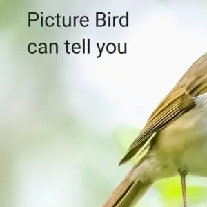 Picture Bird mod