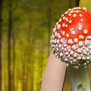 Picture Mushroom mod