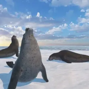 Mô tả hình ảnh: Giao diện game Seal Island với hình ảnh một chú hải cẩu đang bơi trong nước biển trong xanh.
