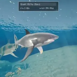 Shark Ocean